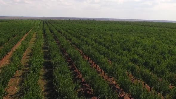 Fruit Trees on the Farm