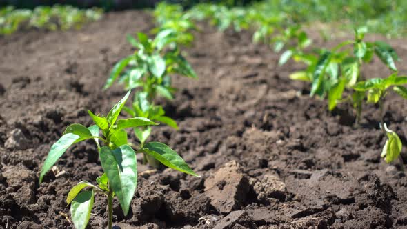 Neat Rows of Pepper Bushes Grow on the Farm. Growing Organic Vegetables in the Sun