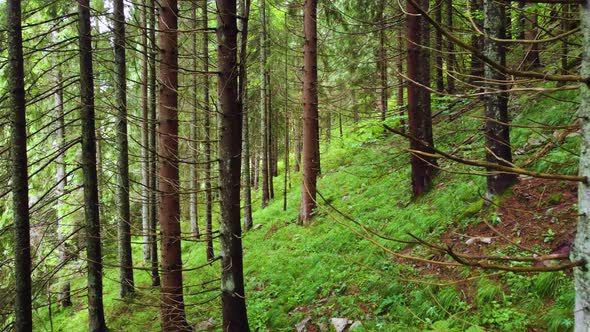 Magical Forest in the Morning Time