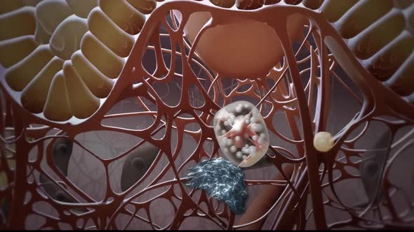 3D Microbiology Animated cells that protect the immune system