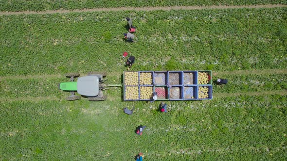 Top Shot of Melon's Harvest At Sdot Negev, Israel