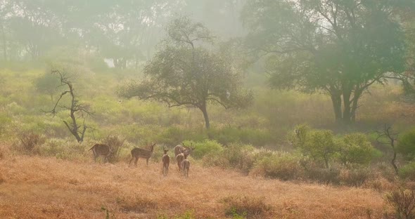 Big Family of Spotted Deers ( Chital ) Walking in the Morning Mist in Forest. Green Trees, Bushes
