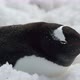 Gentoo penguin (Pygoscelis papua) on snow, Cuverville Island, Antarctica - VideoHive Item for Sale