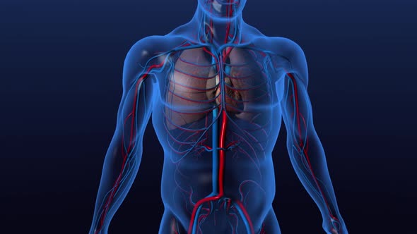 The heart pumps blood to and from all parts of the body through blood vessels