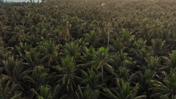 Palm trees at the sea, General Luna, Siargao Island, Philippines