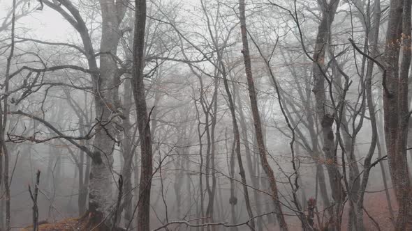 Epic View Of Fogy Winter Forest