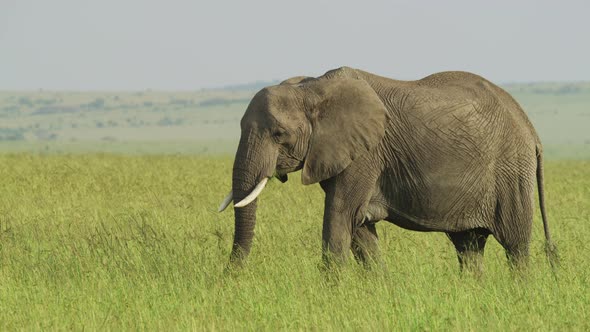 Elephant eating and walking