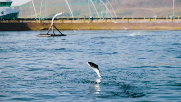 Atlantic salmon leaps out of water as rotating feed pipe throws feed pellets in pen