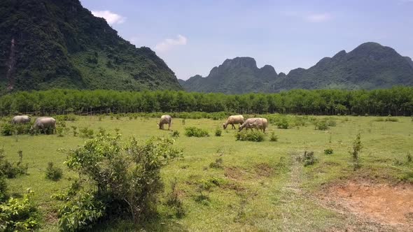 Aerial Motion Above Meadow with Grazing Buffaloes on Day