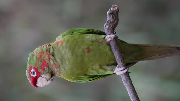 Close up shot of wild Mitred Parakeet or Psittacara mitratus perched on branch