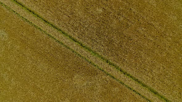 Flying Over the Yellow Wheat Field, Agricultural Industry. Natural Texture Background in Motion