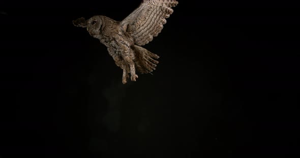 900178 Eurasian Tawny Owl, strix aluco, Adult in Flight, Normandy, Slow motion 4K