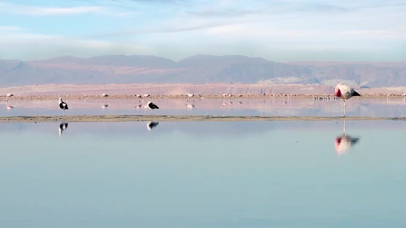 Andean Flamingos in the Atacama Desert, Chile.