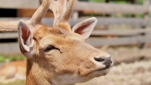 The Reindeer Rehabilitation Farm is one of the largest species of deer