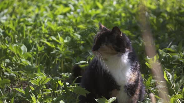 Color Cat Yawn In Grass