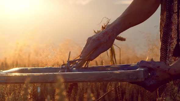 Close Up of the Hand of a Woman Artist, Who Instead of a Brush Picks Up Paint with Wheat Ears