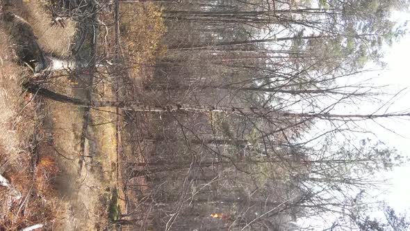 Vertical Video of an Autumn Forest During the Day in Ukraine