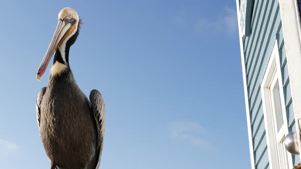 Wild Brown Pelican on Pier California Ocean Beach USA