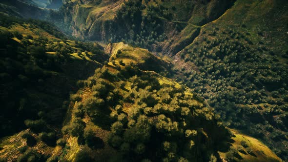 Tropical Forest in Morning View of Highland Malaysia