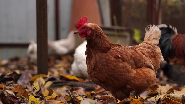 Chicken on Fallen Leaves in the Aviary