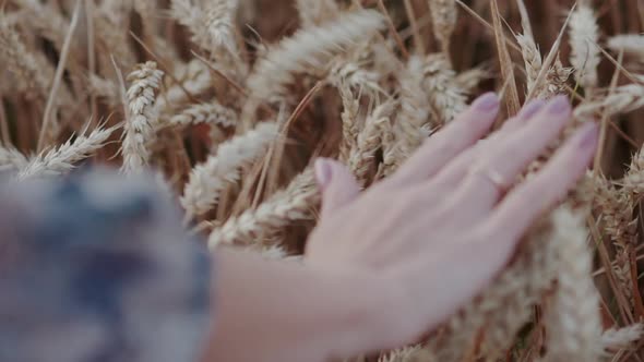 Elegant Female Hand Caresses Softly Beautiful Wheat Ears