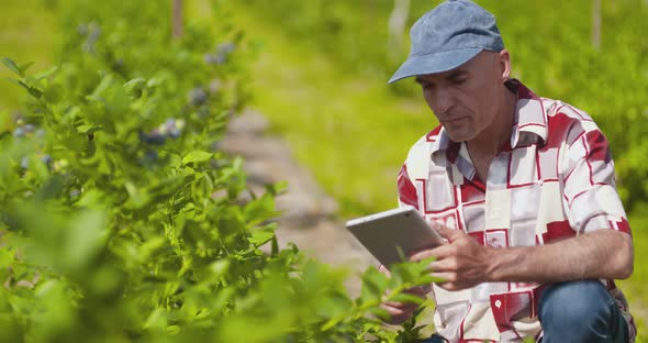 Confident Male Farm Researcher Examining and Tasting Blueberry on Field