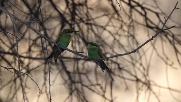 Two Bee-eaters on a tree branch around Grootfontein in Namibia
