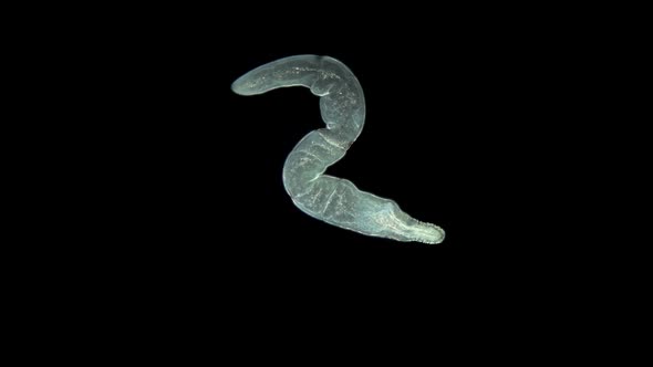 Nemertea Worm Under a Microscope, Supertype Spiralia, Specimen with a Sticky Proboscis with Venom