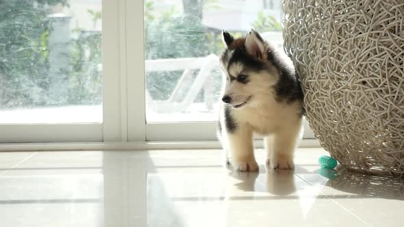 Cute Siberian Husky Puppy Playing Slow Motion