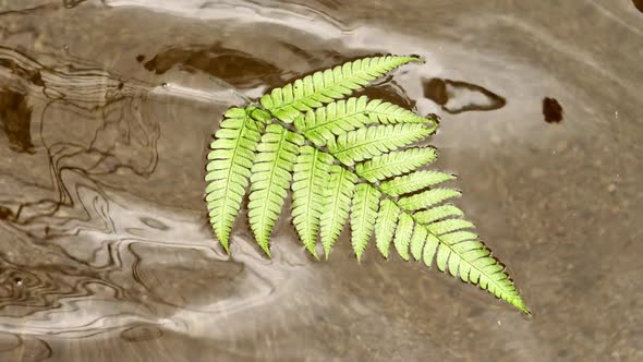 Fern Leaf Drifting