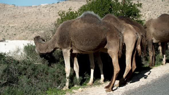 Morocco Camel06