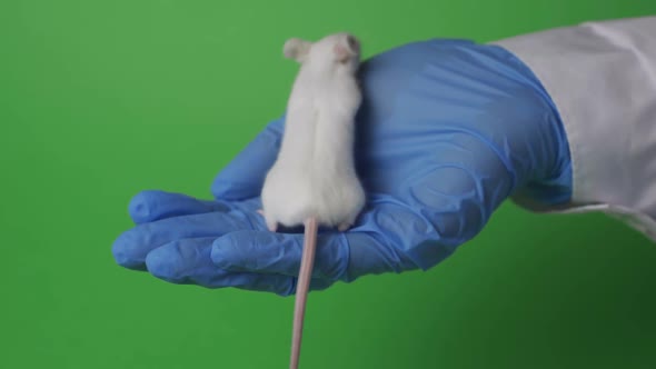 Scientist Tests New Vaccine or Medicine for Coronavirus 2019-nCoV on a Laboratory Mouse.