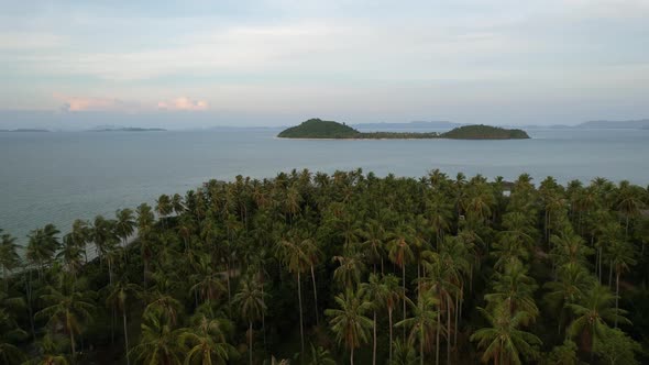 field of tropical coconut trees on an archipelago island in Thailand during sunset, aerial