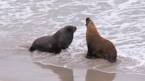 two male sea- lions fight on a beach