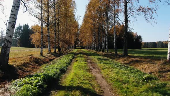 Rows of Birches with Yellow Leaves Between Meadows in Autumn