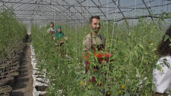 Smiling Growers Walking with Harvested Tomatoes