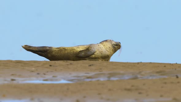 Establisher static view of single common seal enjoying nap on sandy beach, Texel