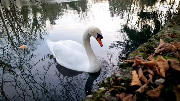 The swan on the lake is slowly coming closer to the shore
