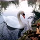 The swan on the lake is slowly coming closer to the shore - VideoHive Item for Sale