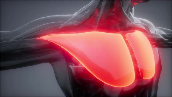 Pectorsl Muscule - Visible Muscle Anatomy Map alt