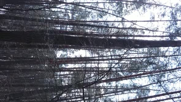 Vertical Video of Trees in a Pine Forest Slow Motion