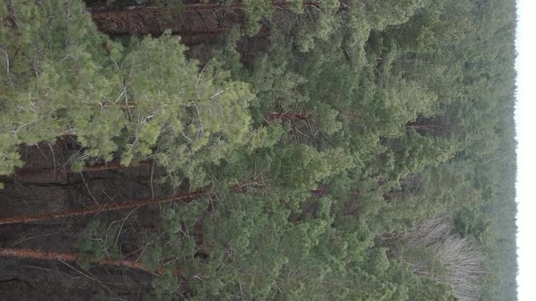 Vertical Video of Trees in a Pine Forest Slow Motion