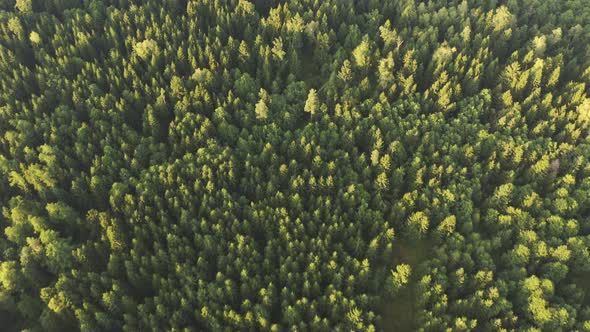 Flight Over Alpine Forest Durring Sunset High Altitude