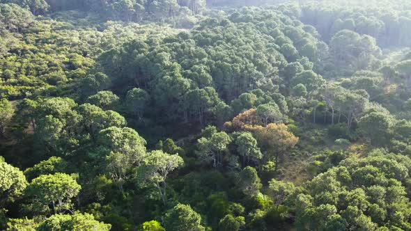 Flying over a natural forest, close to a beach, Cabo Polonio National Park, Uruguay (aerial view)