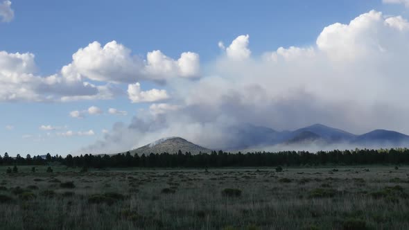 Forest Fire Landscape