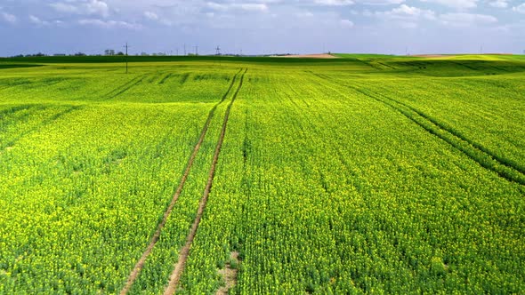 Yellow rape fields and blue sky in Poland, aerial view