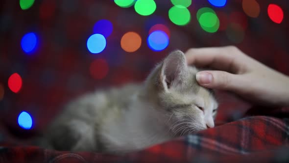 Christmas Cats