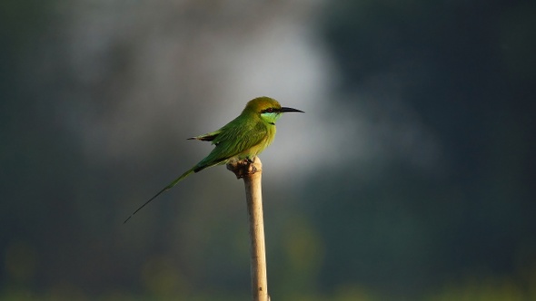 The Bird Bee Eater At 500fps Slow Motion.mov