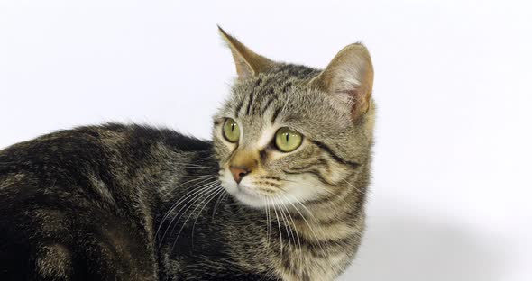 Brown Tabby Domestic Cat, Portrait of A Pussy On White Background, Slow Motion 4K