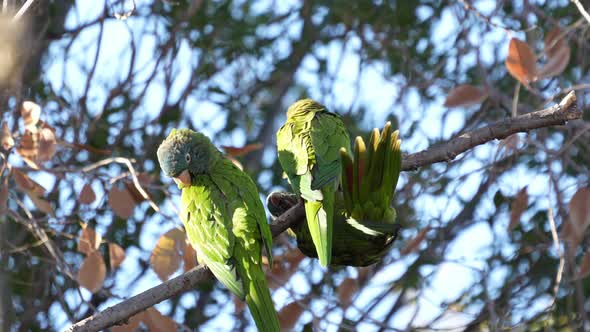 Blue-crowned Parakeets ( Thectocercus acuticaudatus) grooming, natural habitat. Northern Argentina.